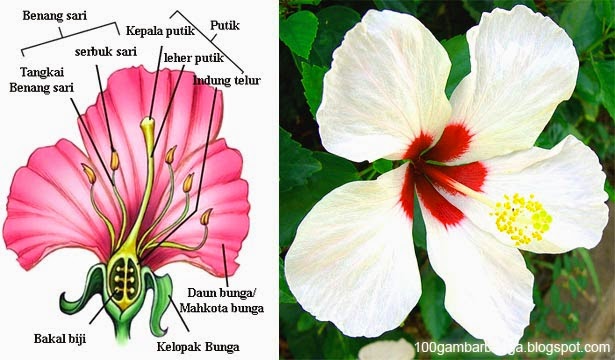 Sketsa Gambar Bunga Kembang Sepatu ~ Lukisan Gambar Bunga Raya Hitam Putih